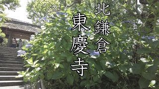 【北鎌倉　東慶寺】アジサイが見頃です