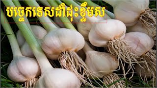 បច្ចេកទេសដាំដុះខ្ទឹមស Garlic growing techniques