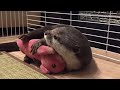 ぬいぐるみを抱いて寝るカワウソがかわいい！　the otter sleeping with a stuffed animal is cute