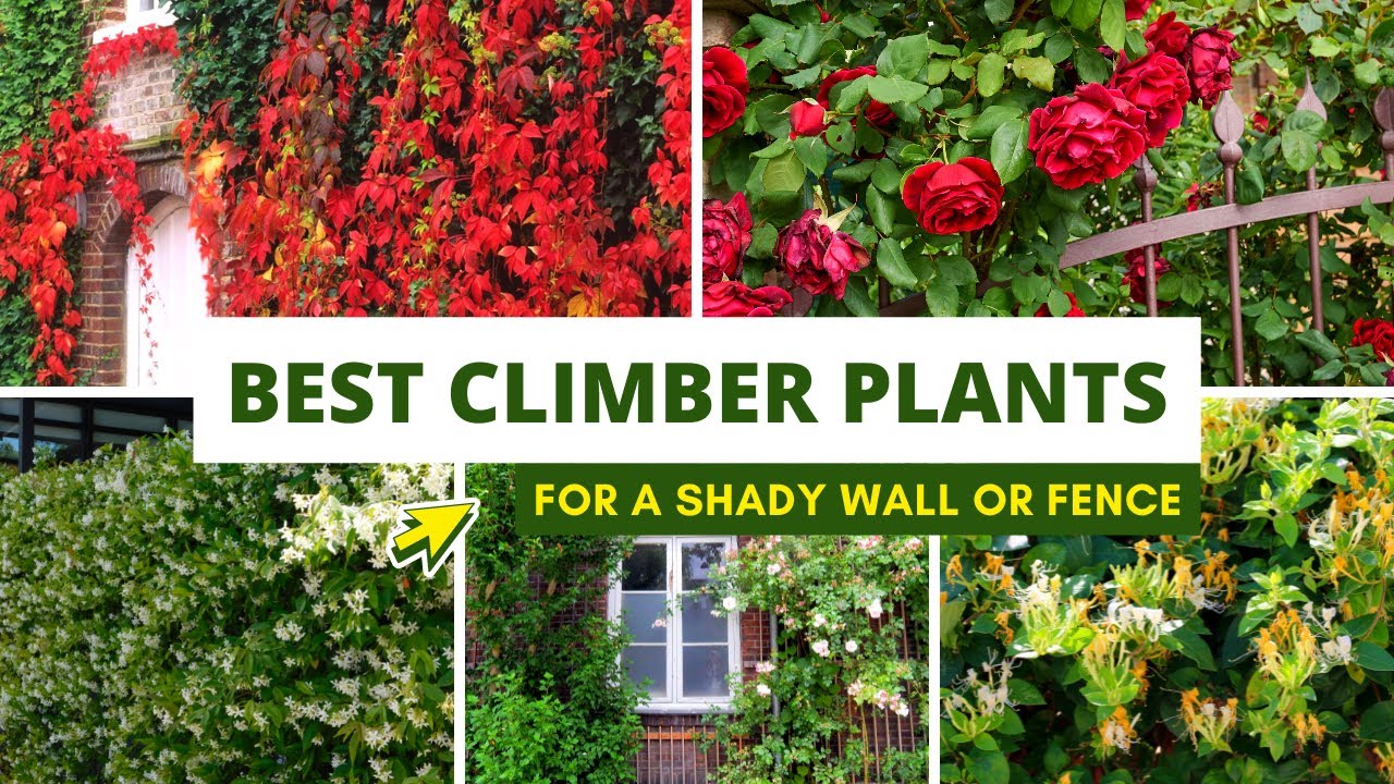 Best Climbing Plants For A Shady Wall Or Fence - YouTube