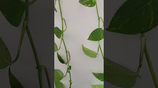 Money Plant | Wall decor money plant | #ytshorts  #YouTubeshorts