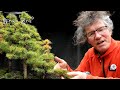 My Larch Bonsai Forest, Show Prep, The Bonsai Zone, Oct 2022