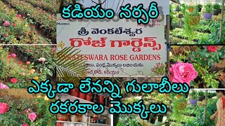 Nursery vlog|కడియం లో ఉన్న ఈ నర్సరీ లో మీకు ఎన్నో రకాల గులాబీలు, పండ్ల మొక్కలు, ఇండోర్ ప్లాంట్స్....