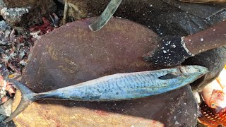 2KG, Rs.1400, CC.50 | Seer (vanjaram) Fish Cutting \u0026 Chopping | Kasimedu Fish Market | CT360*