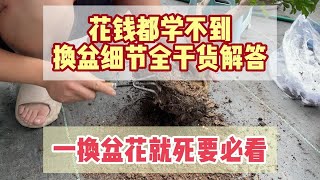 换盆花死，花钱买不到的换盆操作细节全讲解