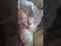 猫ちゃまの身だしなみ😽　my cat grooming🐱 猫　 猫動画　 shorts cat　 gatto　 고양이