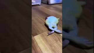 Screaming Frog fall over meme