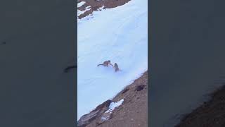 Viral Snow Leopard attack 😱😱 #shortvideo #subscribe 🙏🏻 #trending #shorts #viral