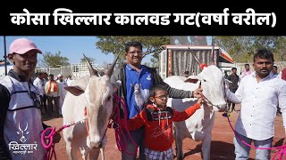 कोसा खिल्लार कालवड (वर्षा वरील गट) - पुसेगाव प्रदर्शन | Khillar Maharashtrachi Shaan 2024