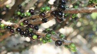 Jabuticaba 长在枝干上的嘉宝果，外形和葡萄一样1斤售价100元左右