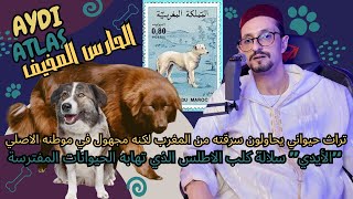 الكلب الأطلسي الذي شارك الأسد الأطلسي موطنه بجبال الأطلس