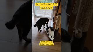 トレーラーハウスで猫と暮らす