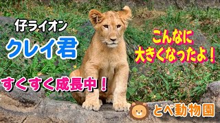 【2022.10.26 とべ動物園】本日のクレイ君🦁💕