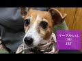 【立地最高】軽井沢にある愛犬と泊まれる宿がお洒落すぎた レジーナリゾート ジャックラッセルテリア