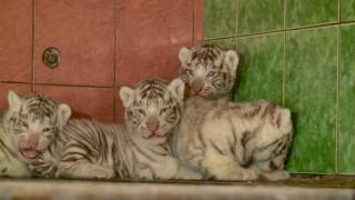 WHITE TIGER BABY BORN - Lithuanian Klaipeda Zoo showed 06/2016 - [FULL HD]