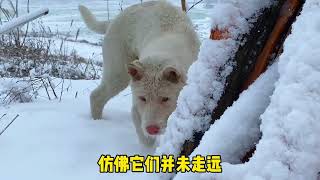 南方的狗狗一生能见多少次雪？大概不超过十次，所以当然要记录啊