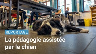 Un chien pour motiver et responsabiliser les élèves