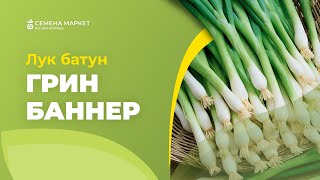 Лук батун ГРИН БАННЕР | #зеленыйлук  #зелень #огород #рассада #семена #семенамаркет