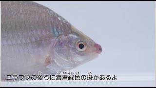 【岡山市環境学習センターめだかの学校】カネヒラ