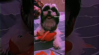 Helloo #sugar #cutedog #shihtzu #trending #viral #love #masti #playing