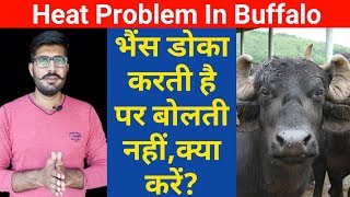 भैंस डोका करती है लेकिन बोलती नहीं है ,क्या करें | bhanis ko heat me lane ka tarika | Dairy farming