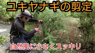 【ユキヤナギの剪定】樹形を小さく自然風に保ちスッキリさせる方法