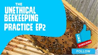 The Unethical Beekeeping Practice - Episode 2