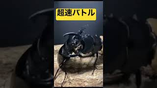 ［ハイスピードバトル］モウホツヤクワガタVSインターメディアツヤクワガタ