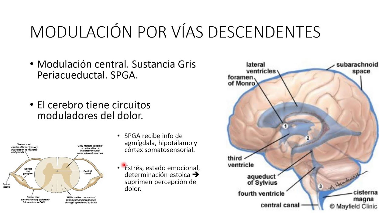 NEUROFISIOLOGÍA. Dolor 3. - YouTube