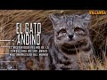 El Gato Andino: INSÓLITO, lo que no se sabe de uno de los felinos más amenazados del mundo