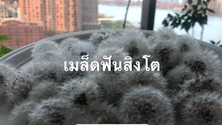 เก็บเมล็ดต้นฟันสิงโต หรือ Dandelion Seed ไว้ฝากเพื่อนๆ ค่ะ May 14,2019