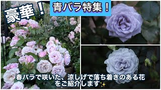 美しい青バラ特集！春バラで咲いた、涼しげで素敵なお花をまとめて紹介します！【春のバラ庭総集編】