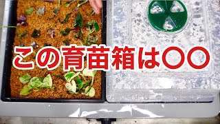 【意外な発見】放置してた育苗箱の驚くべき変化大公開　【園芸超人カーメン君】