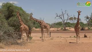 Samburu National Reserve, Kenya