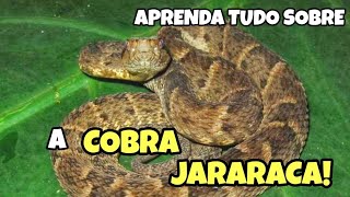 COBRA JARARACA | APRENDA TUDO SOBRE A JARARACA