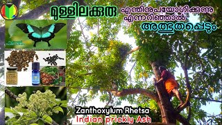 Zanthoxylum Rhetsa | മുള്ളിലത്തിന്റെ മാഹാത്മ്യം |Indian prickly Ash