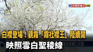 白櫻登場！　觀霧「霧社櫻王」陸續開　映照雪白聖稜線－民視新聞