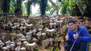 🍄เห็ดปลวกขาวสุดยอดความหมานความงามดอกสวยๆขาวเต็มพื้นเต็มตะกร้าเต็มถังโพนเดียว 7 โลกว่า🍄29/12/2566🍄