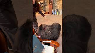 🐶给大家拜年啦    #dog #pets #藏獒 #加布 #萌宠 #宠物 #tibet #tibetanmastiff  #shortsvideo