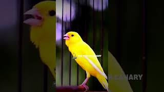 Canary 's most powerful song for training - Canary singing #Shorts