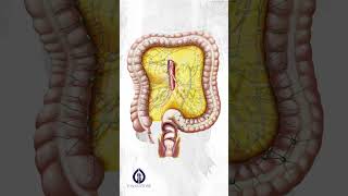 Superior and Inferior Mesenteric - Estudos a lápis à finalização com tinta guache Ilustração médica