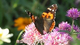 二子玉川昆虫記　昆虫観察図鑑　赤立羽蝶　アカタテハチョウ　二子玉川公園　2023年7月21日