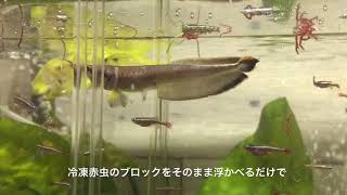 初心者による古代魚飼育  ブラックアロワナを育てる②