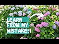 Why Isn't my Hydrangea Blooming? | How to Make Hydrangea Flower