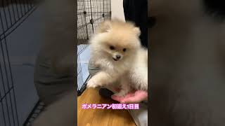 ポメラニアン初迎え1日目、ごはん待ちきれなくてキャンキャン鳴いちゃう子犬 #pomeranian #puppy #ポメラニアン