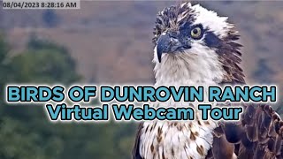 Birds of Dunrovin Ranch Virtual Tour - Lolo, Mont