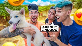 SURPRESAAAA - ESSA É A NOVA CACHORRINHA DA CASAAA !! * filhotinho 🐶 *