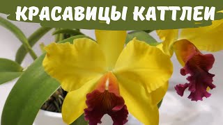 О каттлеях: капризных и благодарных