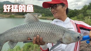 水库拔大青，就是硬抗，要么鱼上来，要么我下去！   【河南加油】 #dou是钓鱼人 #原来钓鱼才是抖音运动顶流 #2024dou来钓鱼