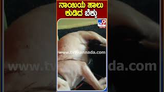 ನಾಯಿಯ ಹಾಲು ಕುಡಿದ ಬೆಕ್ಕು #Dog #Tv9S